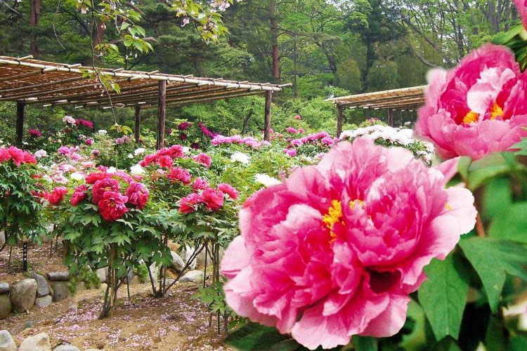 郡山･須賀川･白河地域を中心に福島県の経営者様と共に、10年後の会社の未来を築きます。 社会保険労務士法人ケーネット